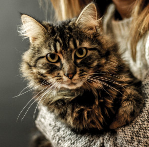 maria s cat