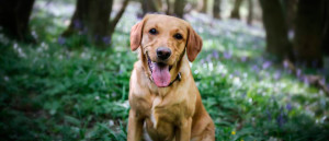 slider-dog-1680x720